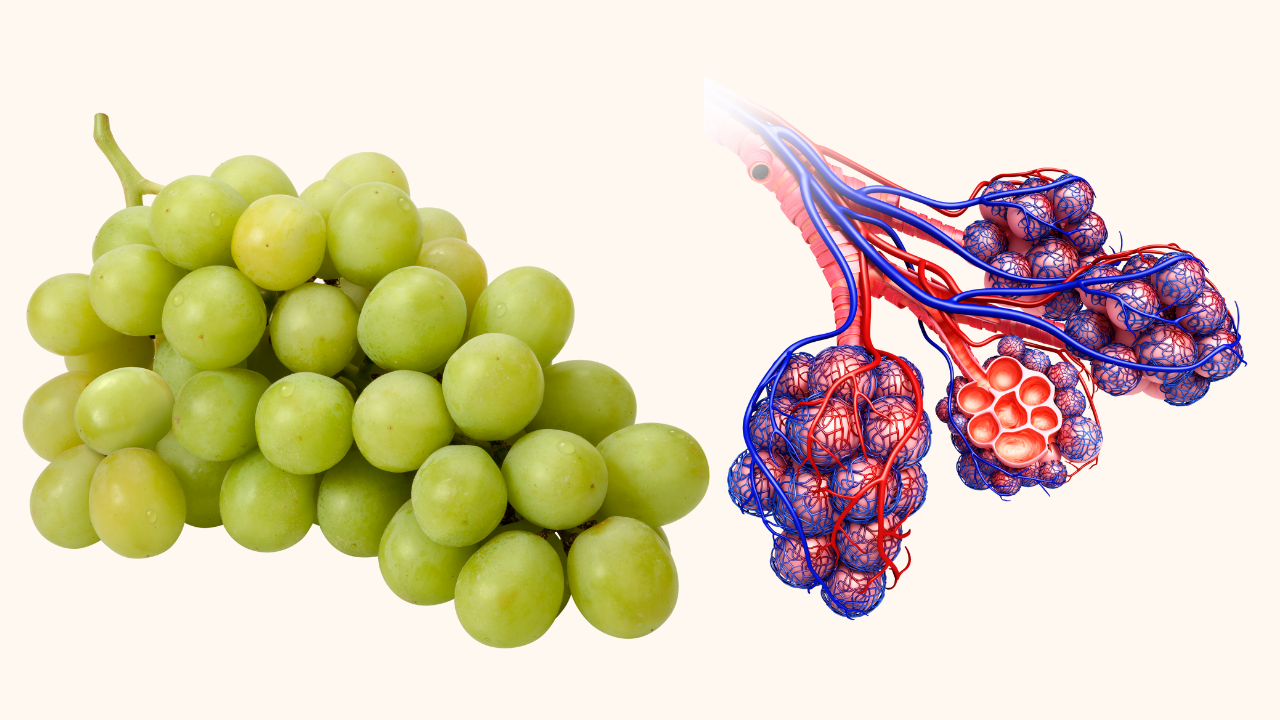 Grapes for alveoli