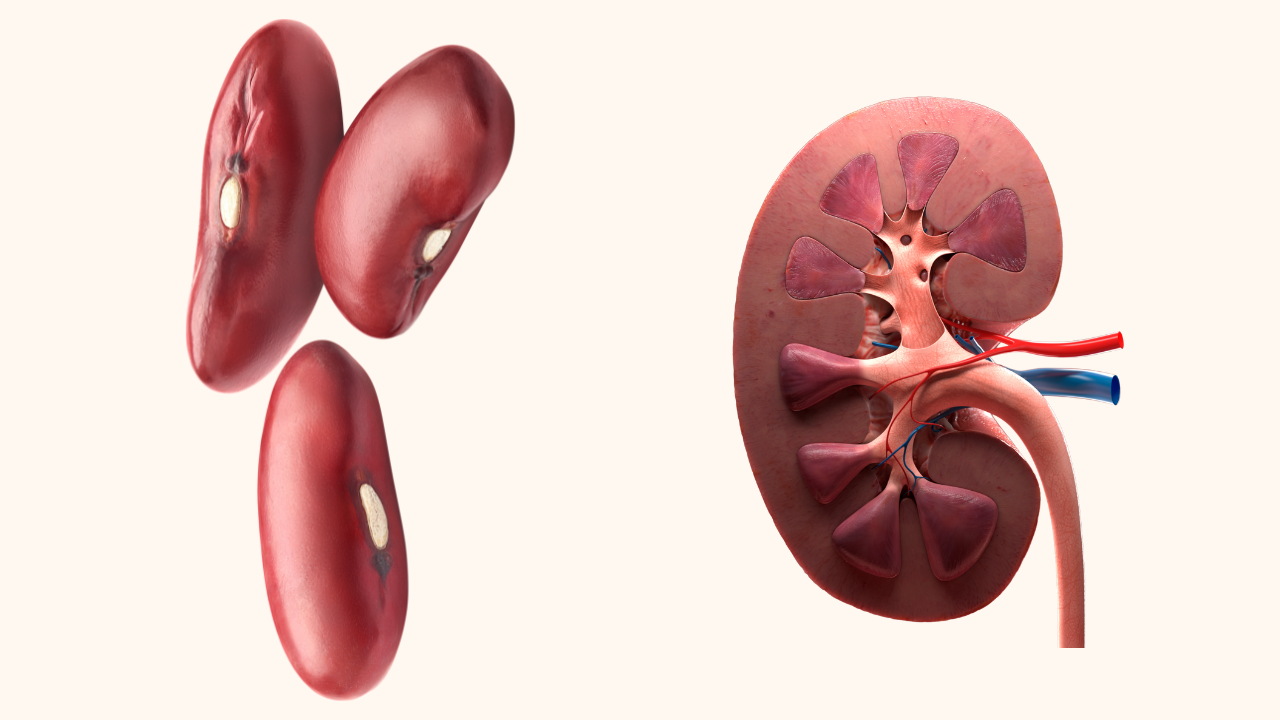 Kidney beans for kidney