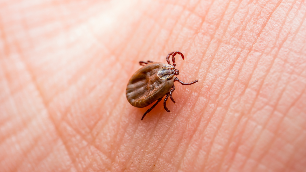 What Causes Lyme Disease? (Credit - Canva)