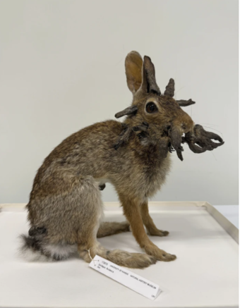 Photo provided by University of Kansas Biodiversity Institute shows a rabbit specimen with the Shope papilloma virus