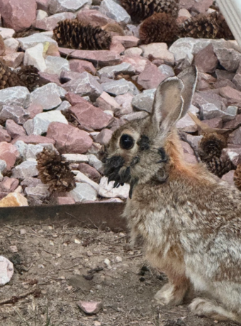 A rabbit infected with the Shope papilloma virus