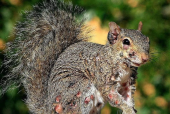 Squirrel fibromatosis
