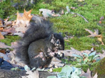Residents in Canada have also captured images of infected squirrels