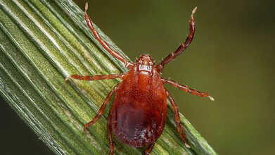 Haemaphysalis-longicornis-PHIL