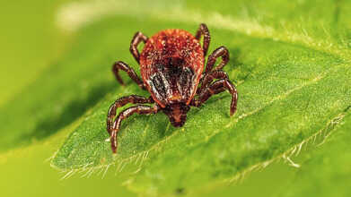 Rhipicephalus-sanguineus-PHIL