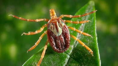 Amblyomma-maculatum-PHIL
