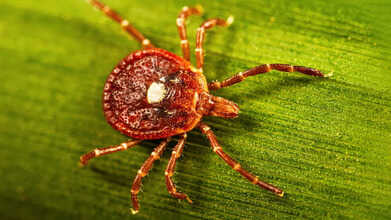 Amblyomma-americanum-PHIL