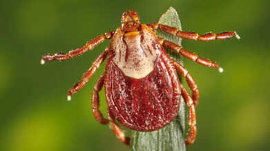 Dermacentor-andersoni-PHIL