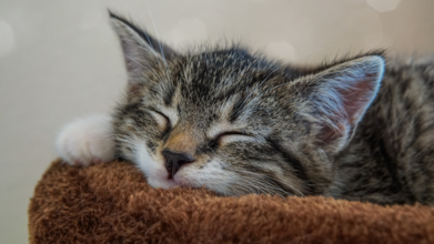 How Can Cats Help Us Treat Dementia (Credit - Canva)
