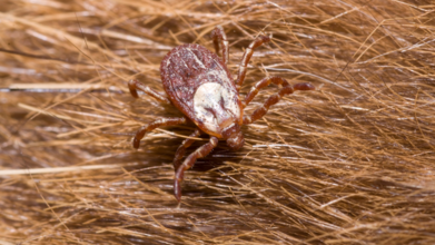 Tick-Borne Rocky Mountain Spotted Fever (Credit - Canva)