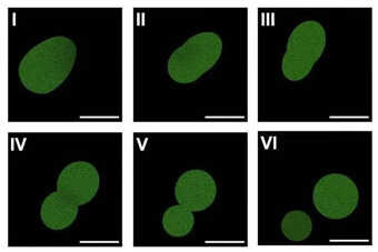 Scientific Breakthrough: US Scientists Create First Synthetic Cell That Eats and Reproduces