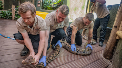Jodie Foster: 15-Foot Python ‘Bright And Feisty’ After Human Cancer Therapy For Jaw Tumor