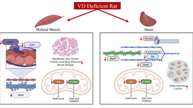 Vitamin D3 Shows Stronger Muscle And Heart Effects Than D2 In Rats: ICMR-NIN Study