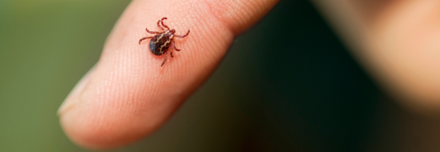 tick-borne virus