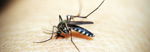 Dengue Cases Surge In Country