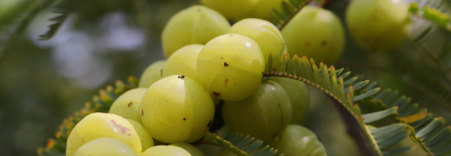 Amla Juice (Credit-Canva)