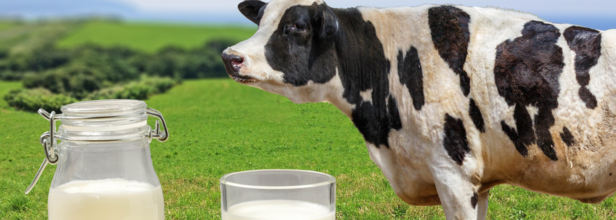 What is Organic Milk?