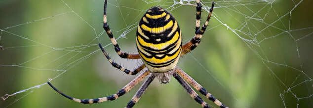 Spider Venom