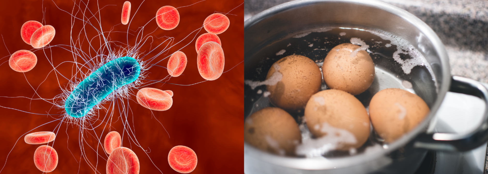 Can You Kill E. Coli By Cooking Your Food? | Health and Me