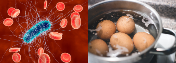 Can you kill E.coli by cooking your food?