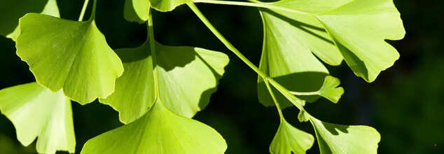 Ginkgo Biloba