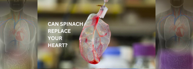 spinach can replicate heart beats