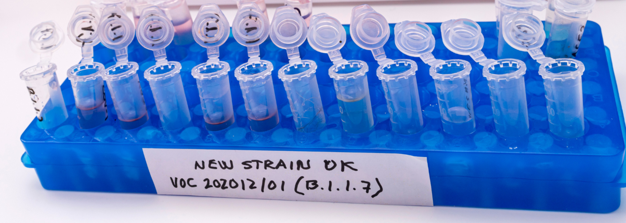 XEC variant of Covid in UK