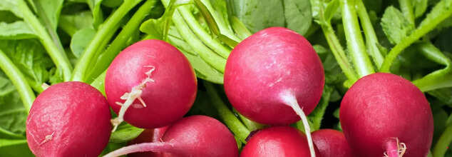 Radish