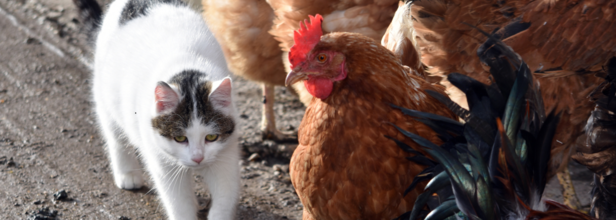 bird flu in cats