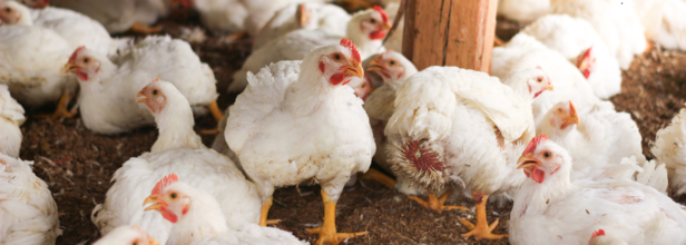 Could bird flu be the next COVID?