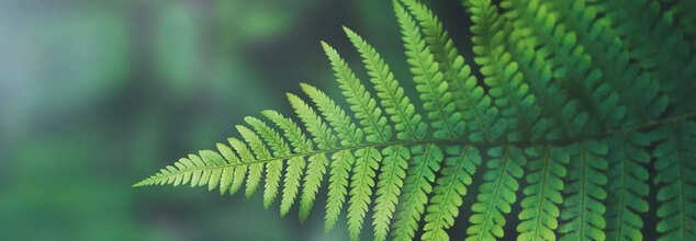 Fernblock