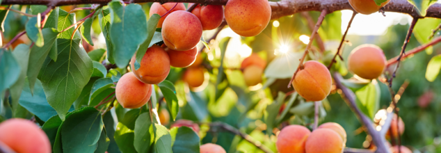 Do apricots have healthy fibers (Credit-Canva)