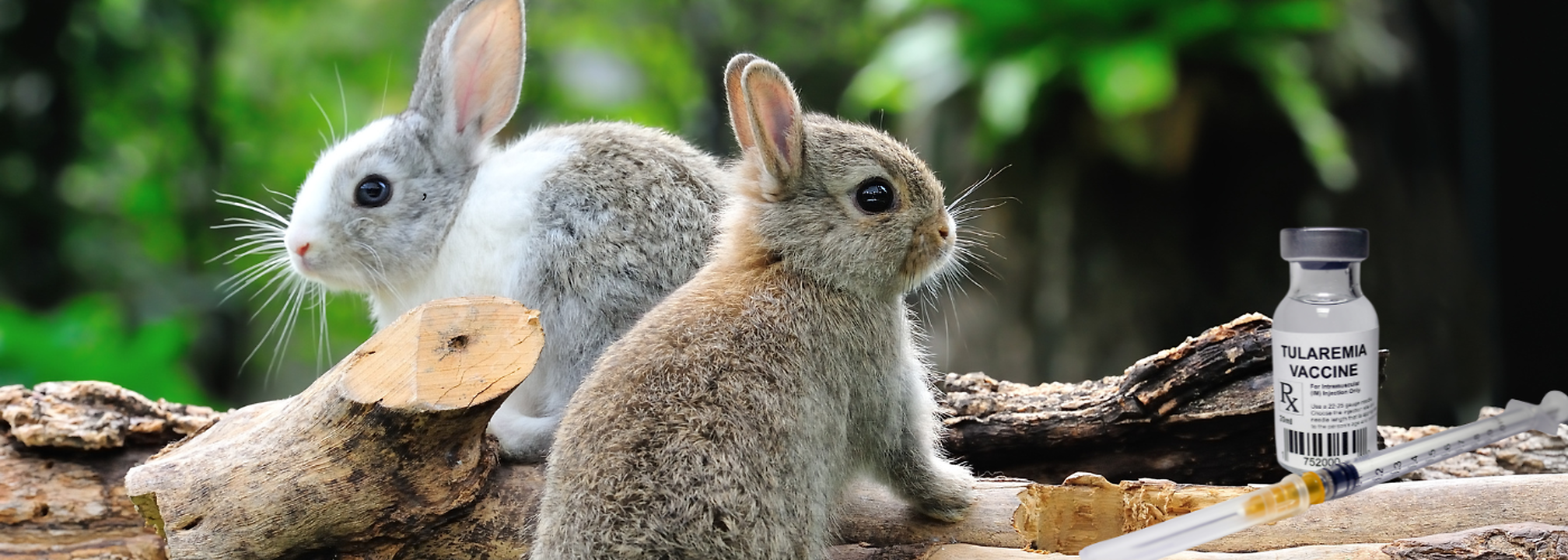 Rabbit Fever In US, What Is It All About? | Health and Me