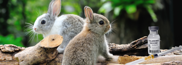 Rabbit Fever In US, What Is It All About?