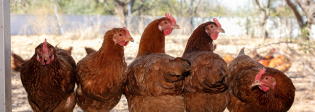 Bird flu death in Louisiana