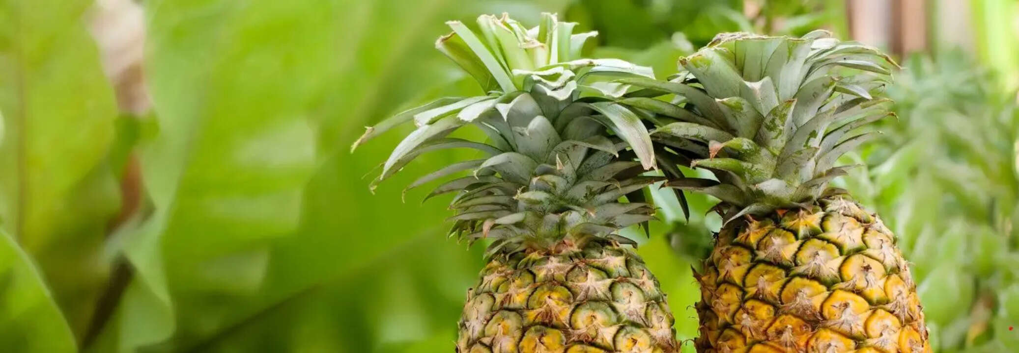Is pineapple in pregnancy safe? Here's what you need to know