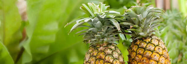 Pineapple