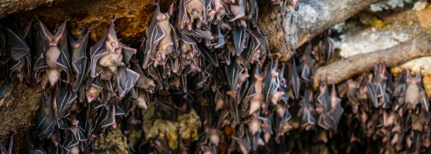 Bat Coronavirus