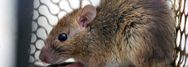 Hantavirus