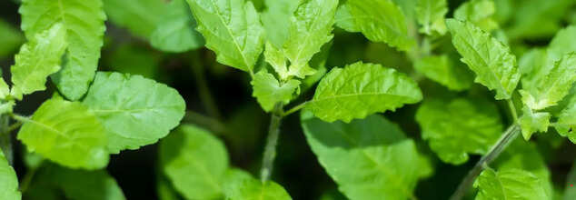 What Happens When You Eat Tulsi Leaves On An Empty Stomach?