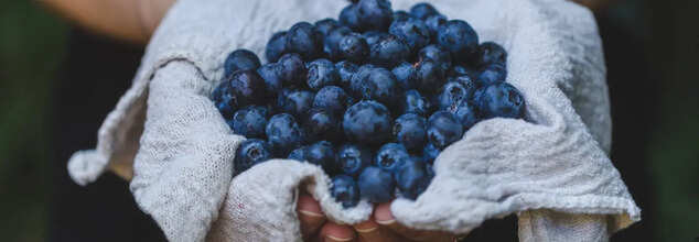 Blueberries Improve Cognition, Memory, New Study Finds