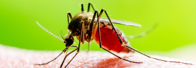 Malaria Still An Endemic In 83 Countries
