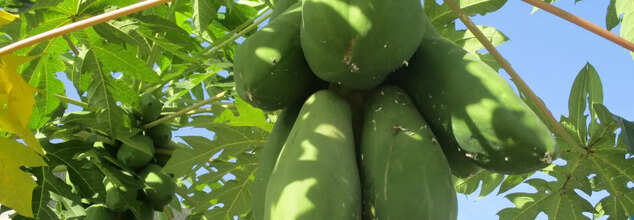 Does Eating Papaya During Pregnancy Cause Miscarriage?