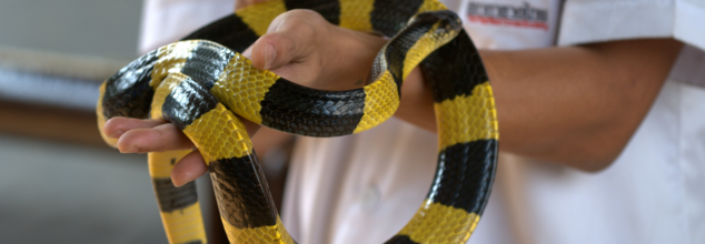 Antibodies from human could treat wide range of snakebites