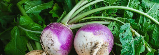 Turnip Greens