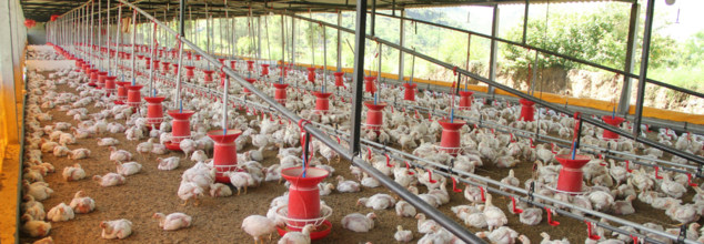 Recent US Salmonella Outbreak Is Linked With Backyard Poultry: CDC