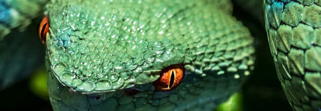UK Scientists Create Anti-Venom From Human Blood–Can Snakebites Be Prevented?