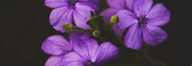 Purple Doesn't Exist In Real Life, Scientists Say