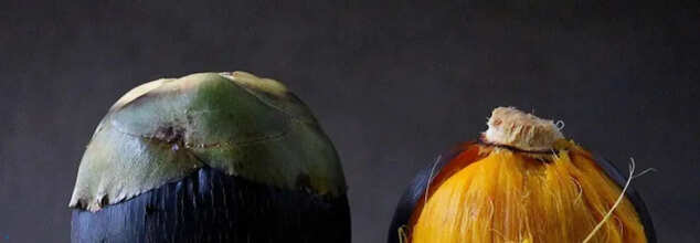 Why Should You Incorporate Ice Apple In Your Diet This Summer?