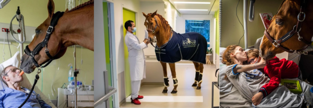 Doctor Peyo, the therapy horse